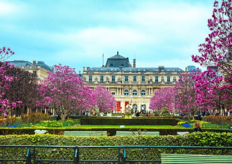 jardin du luxembourg cherry blossoms paris