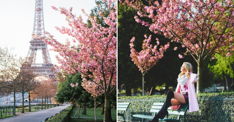 jardins du trocadero cherry blossoms paris
