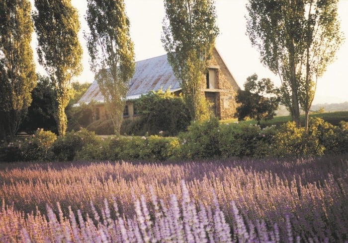 Lavandula Lavender