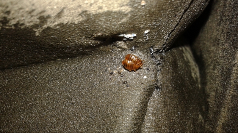 bed bugs travel