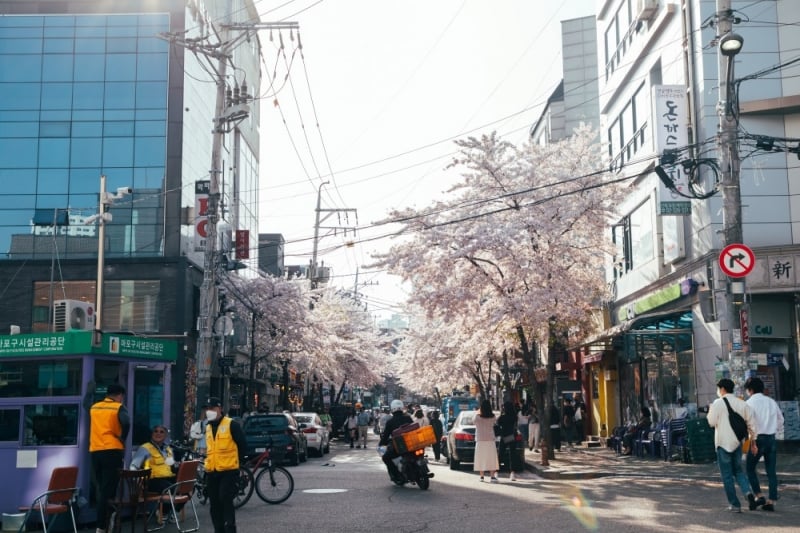 cherry blossoms seoul