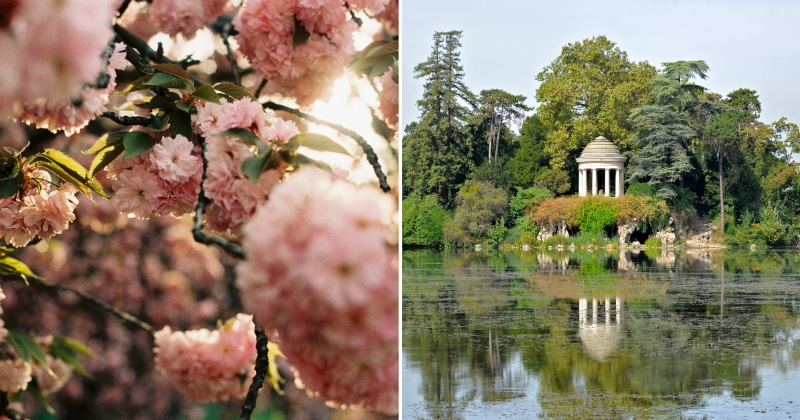 Bois de Vincennes pink cherry blossom