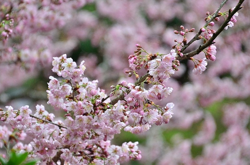 taipei cherry blossoms