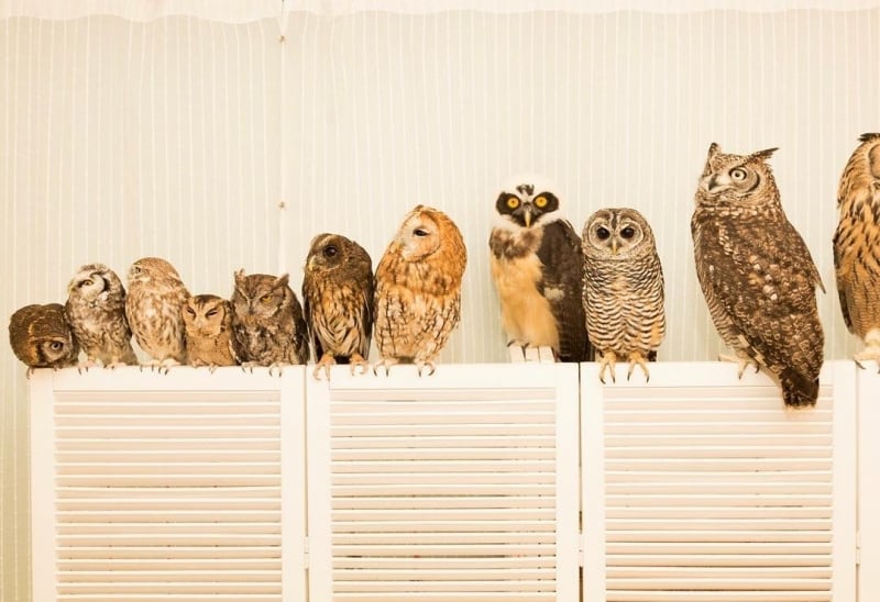 Owl Cafe Akiba Fukurou