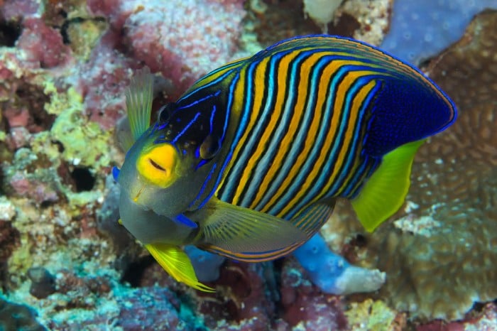 Moalboal, Pescador Island