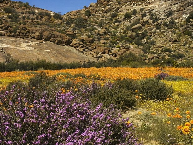 Namaqualand