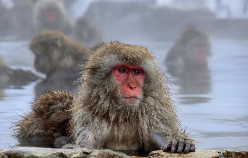 japanese macaques soaking in hot spring