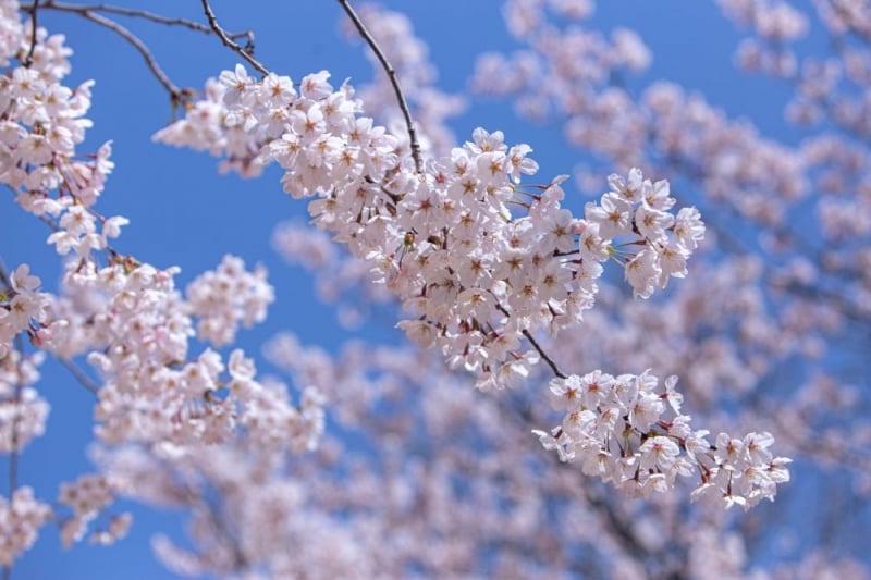 cherry blossoms seoul spots