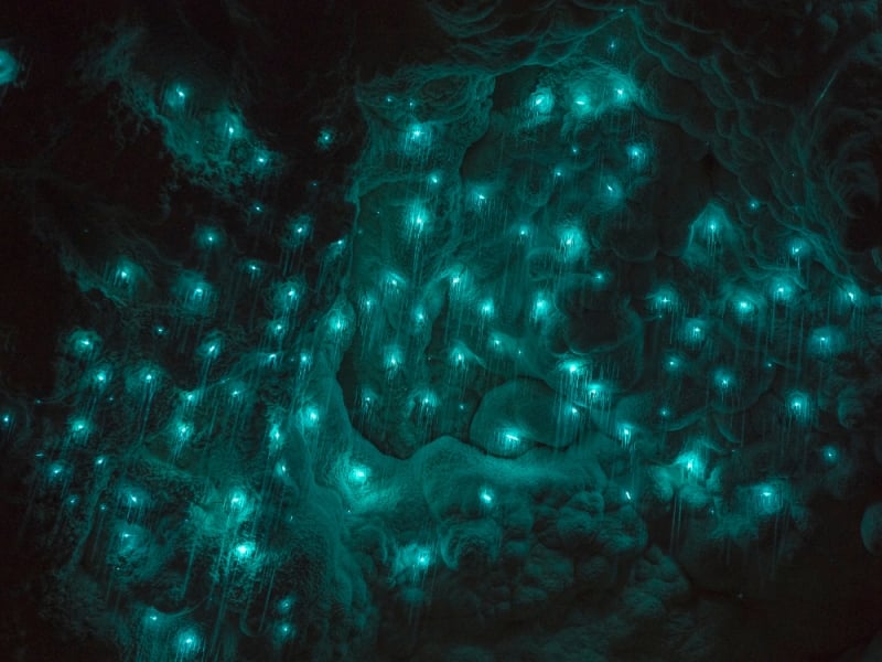 Glowworms in Waitomo Caves