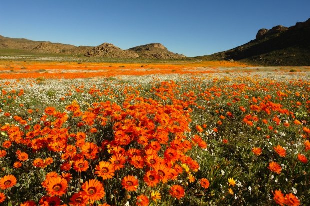 Namaqualand: The Flowering Desert of South Africa