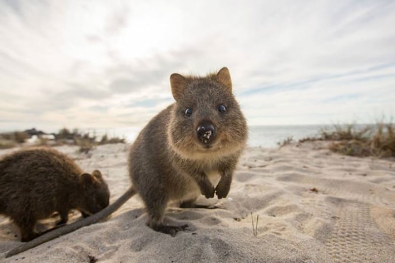 rottnest island quokka