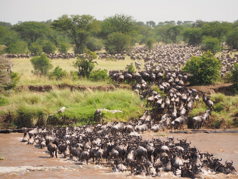 wildebeest migration tanzania visa-free countries filipinos