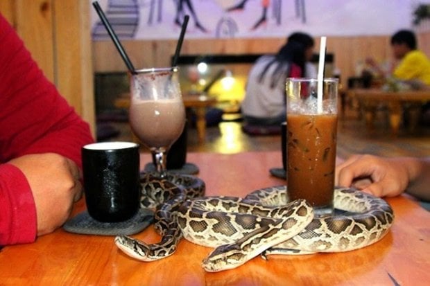 reptile cafe