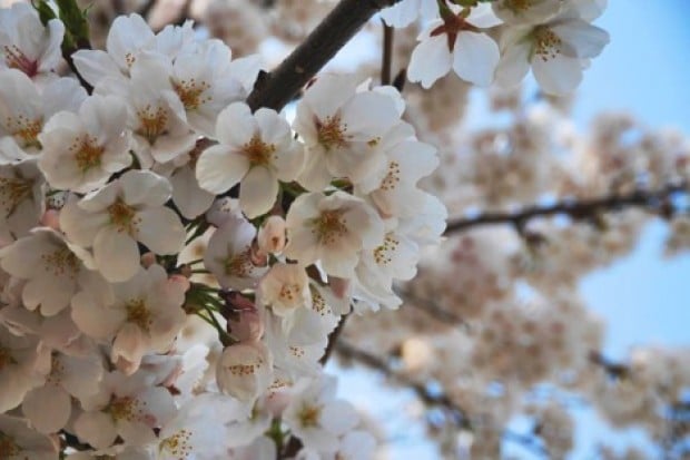 In Pictures: Best of 2015 Cherry Blossoms in Seoul