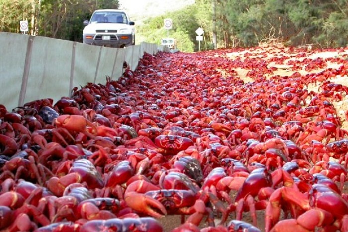 Christmas Island red crab migration