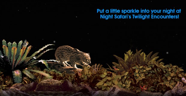 Win an Exclusive Encounter with Elephants in Night Safari