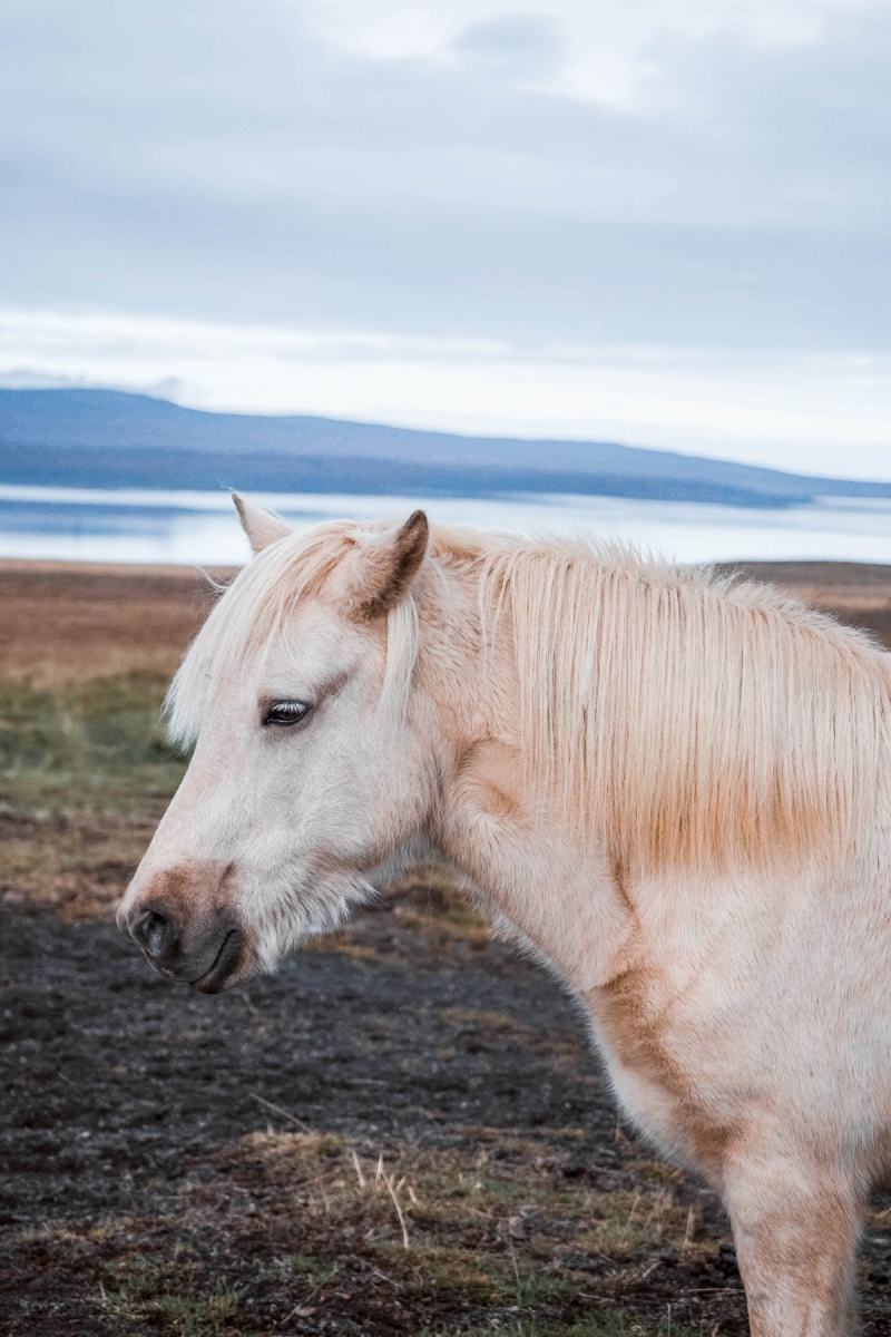 Icelandic horses