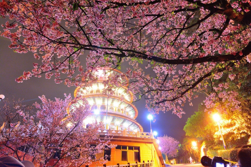 Where to See Cherry Blossoms in Taiwan
