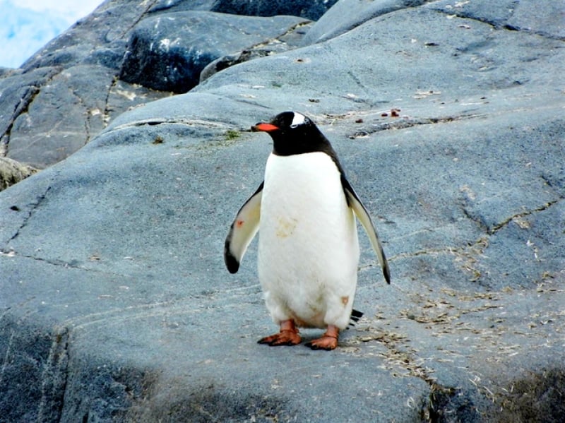 beach penguins