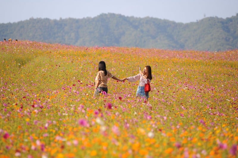 best flower fields thailand singha park